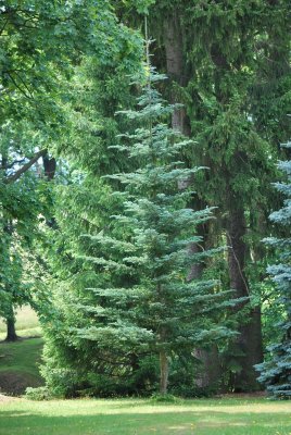 Abies koreana - jedle korejská - letní habitus (116)